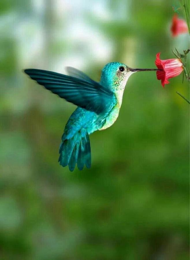 Lodge Colibris Piscine Privee Vue Panoramique Mer Et Montagne Pelee , 500 M Plage Dans Un Parc , Calme Assure Ideal Pour Decouvrir Le Nord Caraibes لو كاربيت المظهر الخارجي الصورة